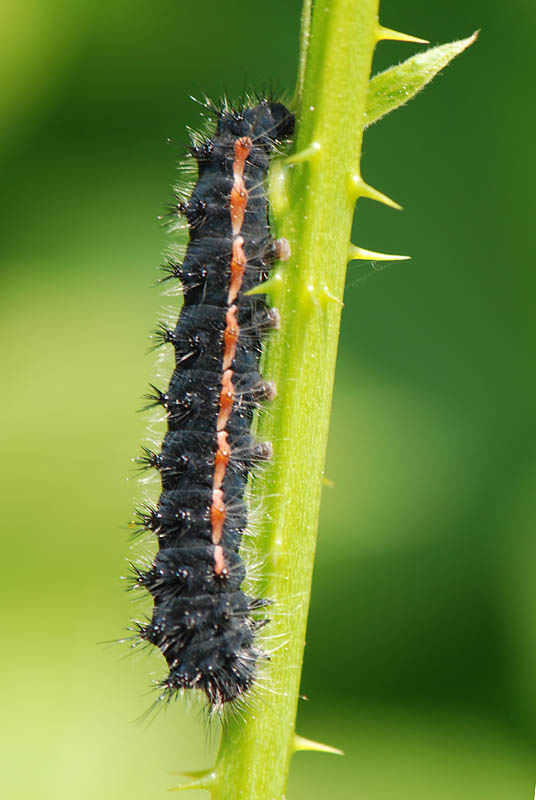 Bruco da identificare - Saturnia (Eudia) pavoniella